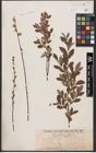 Foto von Salix aurita L. x Salix repens L.